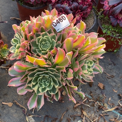 白凤多肉植物法师不包损