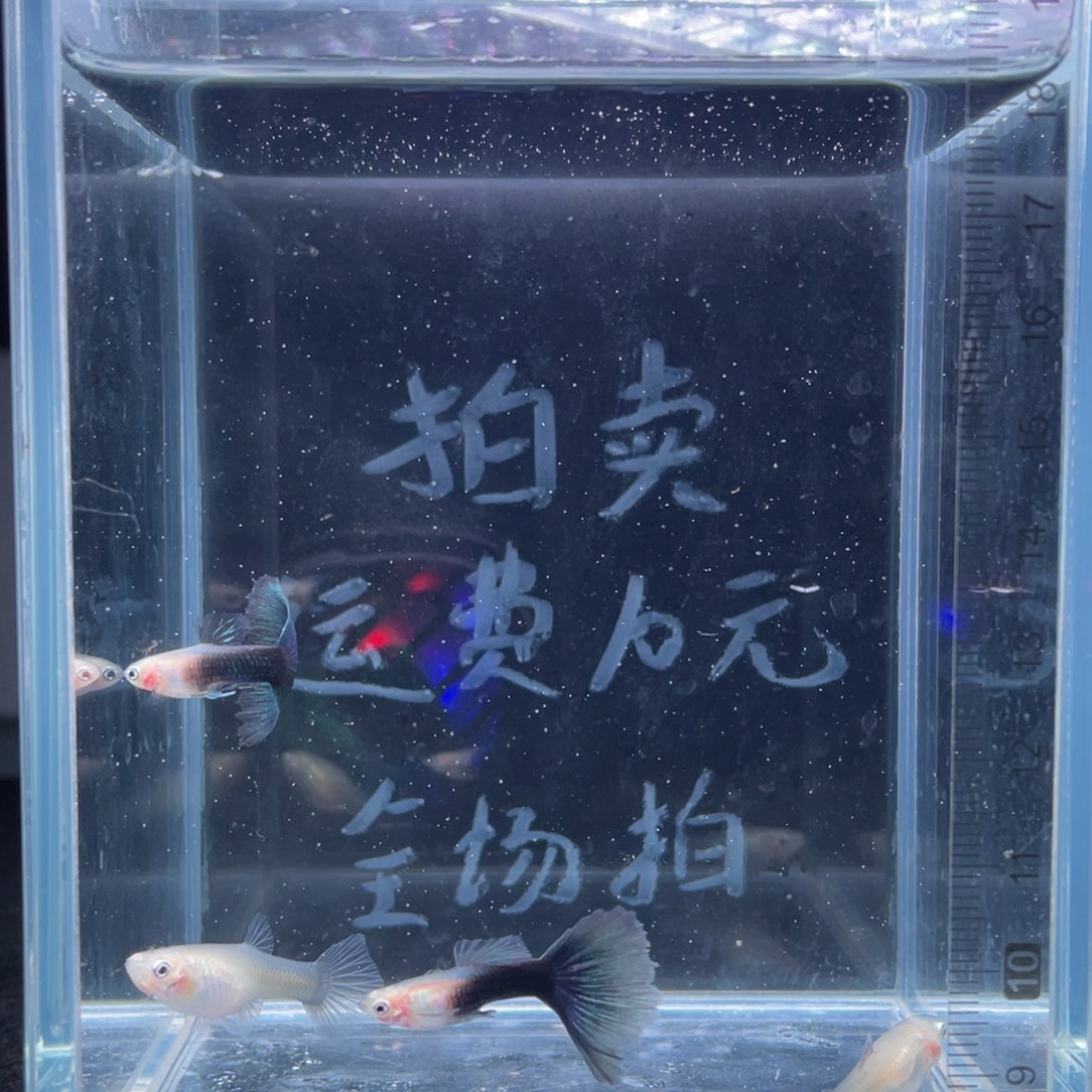 孔雀鱼蓝化体孔雀鱼两对