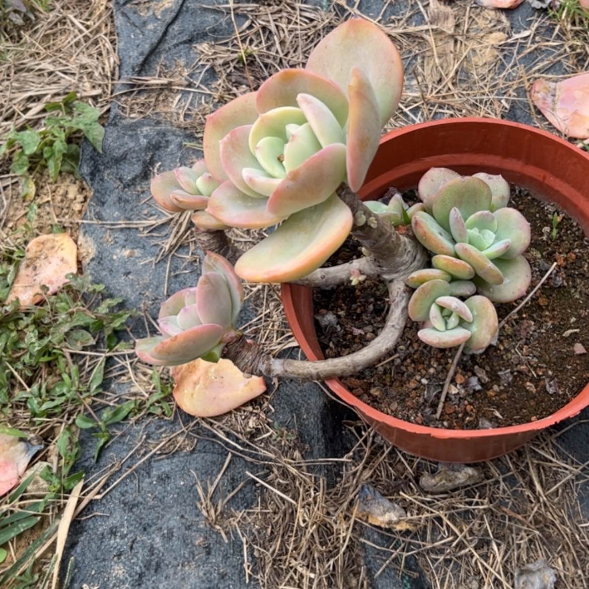 【闪购商品】无花朵*️****