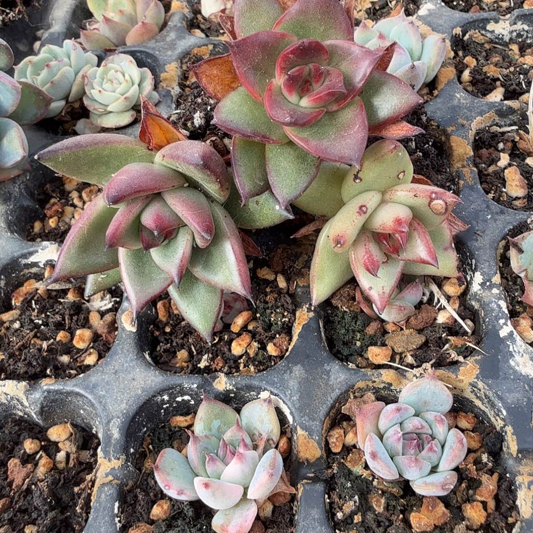 柠***肉东云锦，多肉植物。