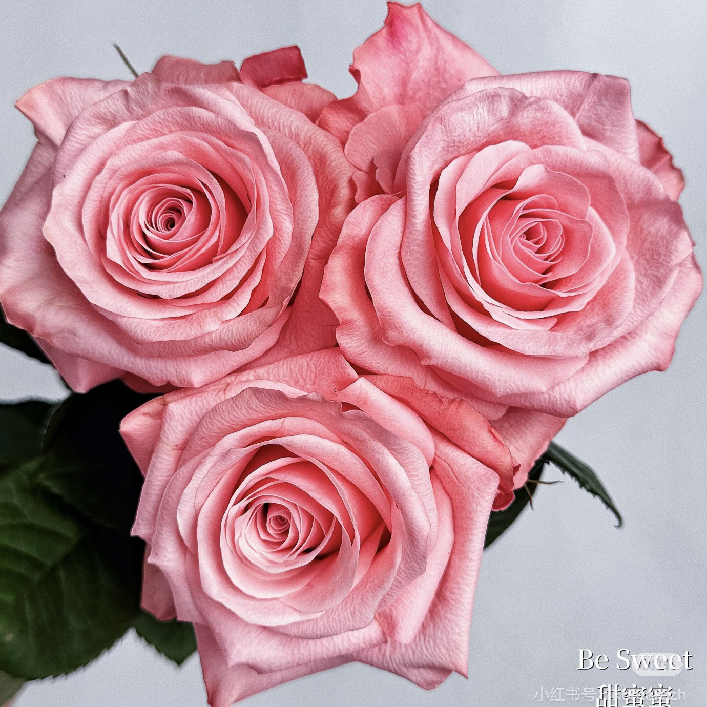 甜蜜/杜泽特/甜美根接苗匠人月季 玫瑰花 四季开花阳台盆栽植物