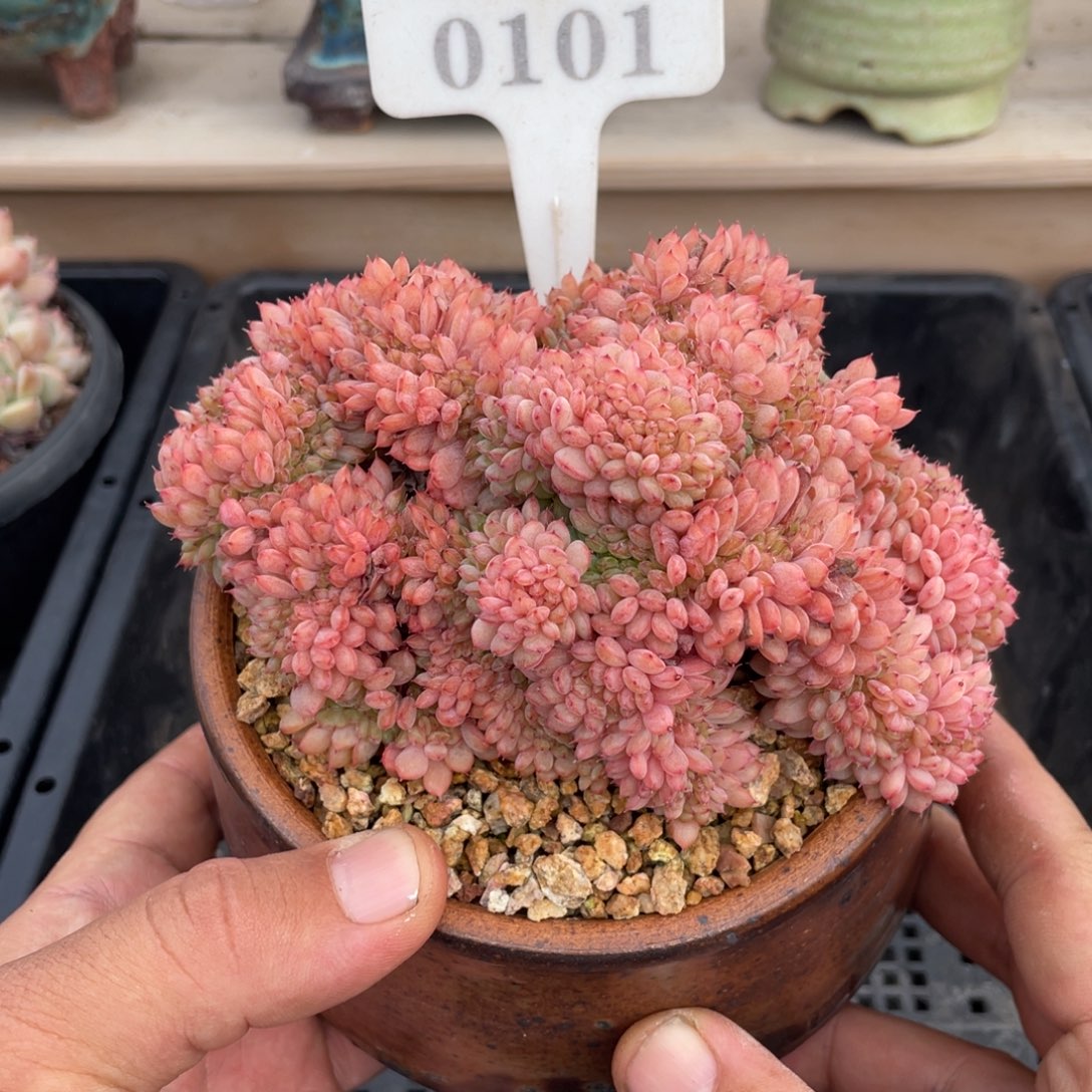 0101白胖子缀不带盆13厘米