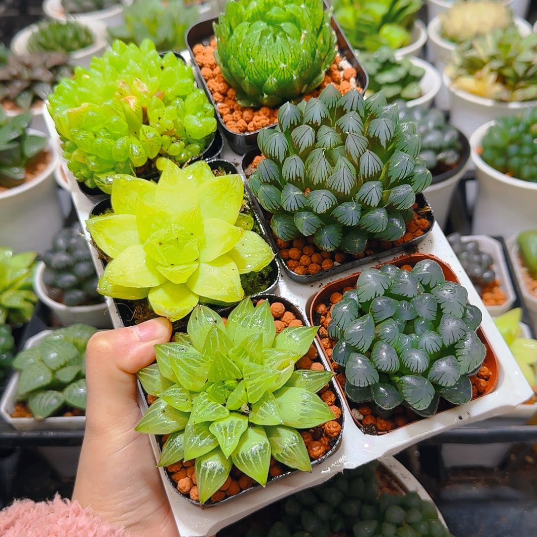 玉露六件套多肉，原盆