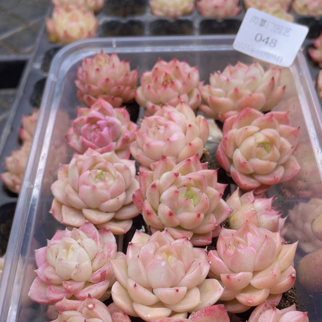 开心快乐幸福048