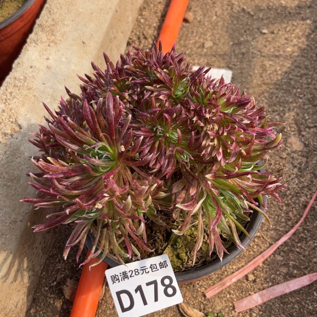 178多肉植物金丝菊朵缀