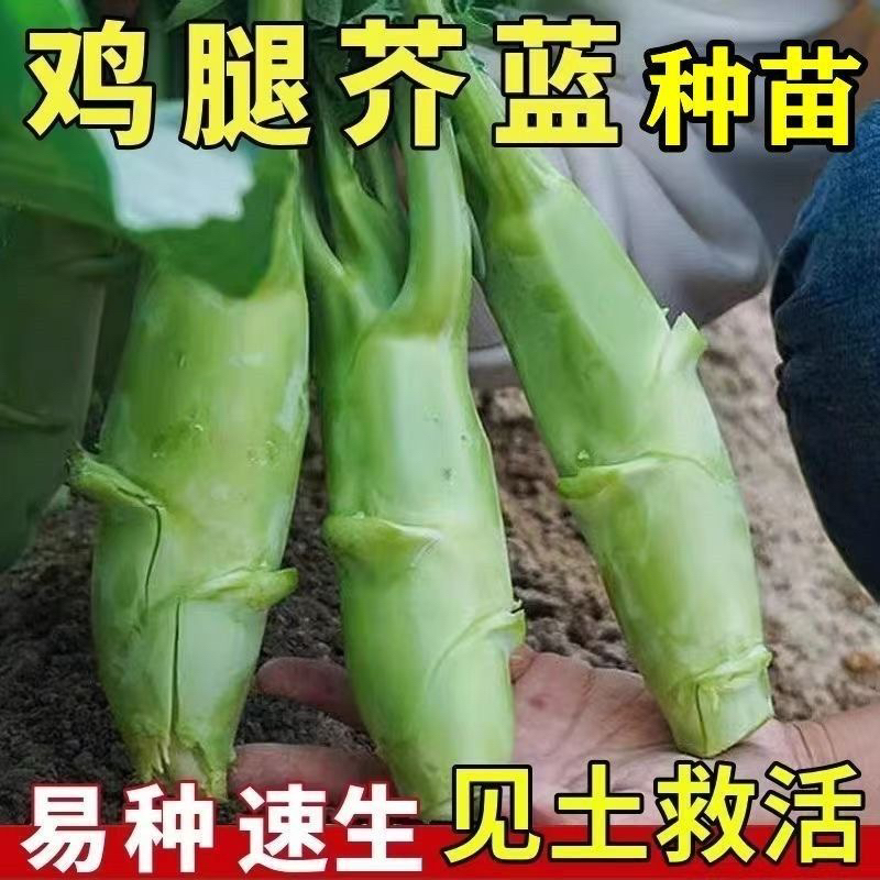鸡腿芥兰菜苗秧苗大笋香菇芥兰种苗耐寒蔬菜秧苗盆栽芥兰菜苗秧苗