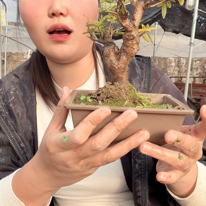 c***.无花朵算了算了算了算了