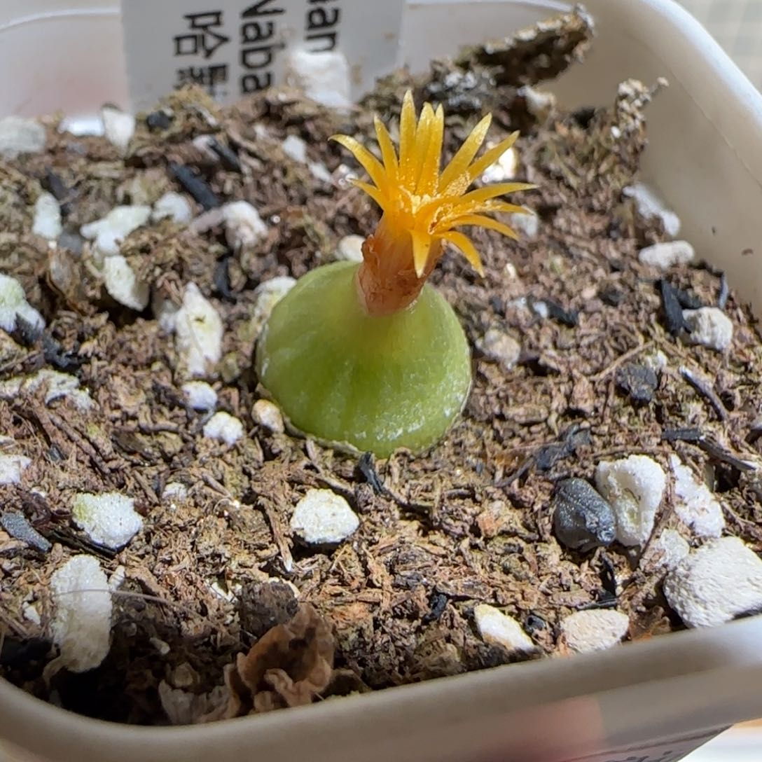 肉锥多肉植物组合-哈默55