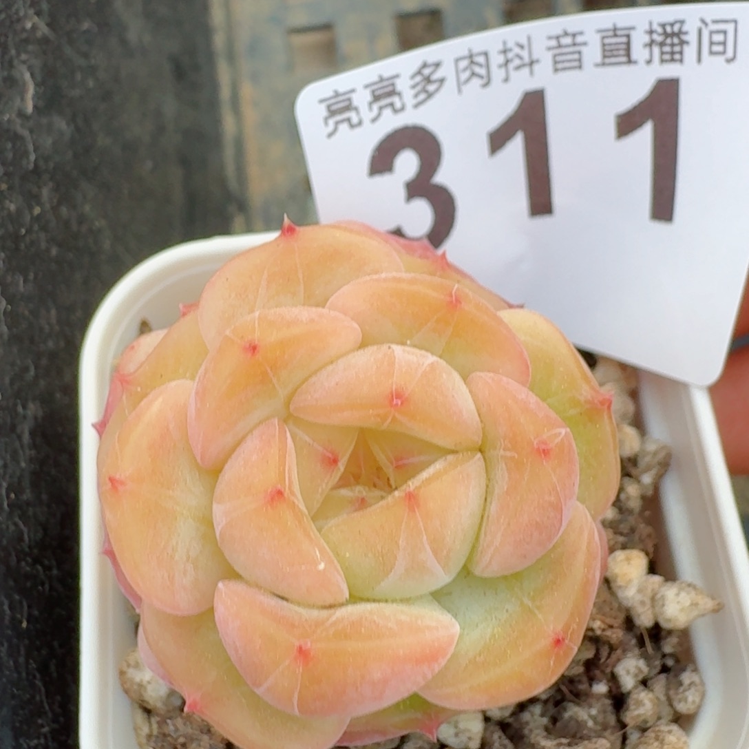 孤品捡漏珍妮         多肉植物