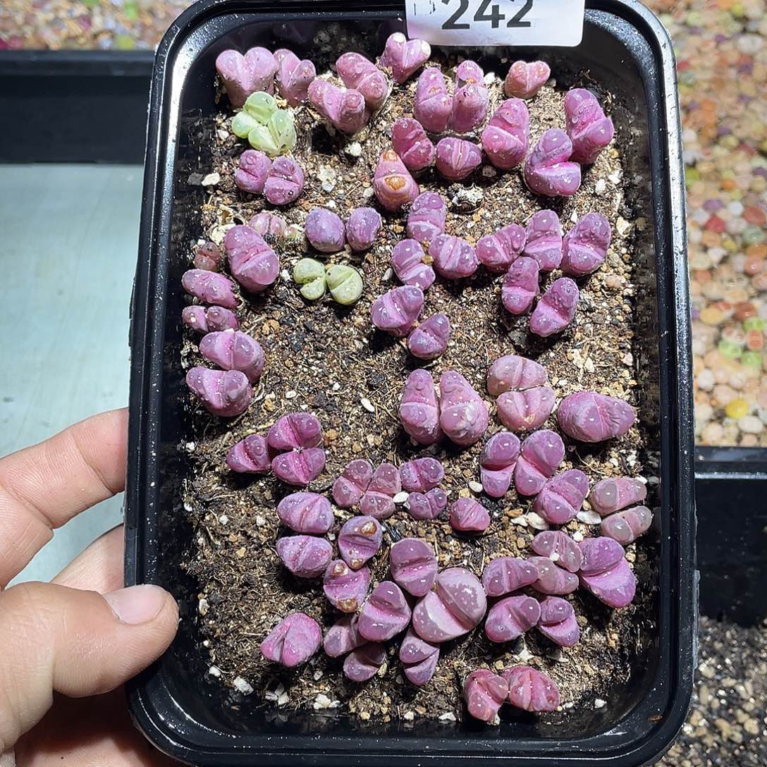 当天凑满十八元包邮生石花