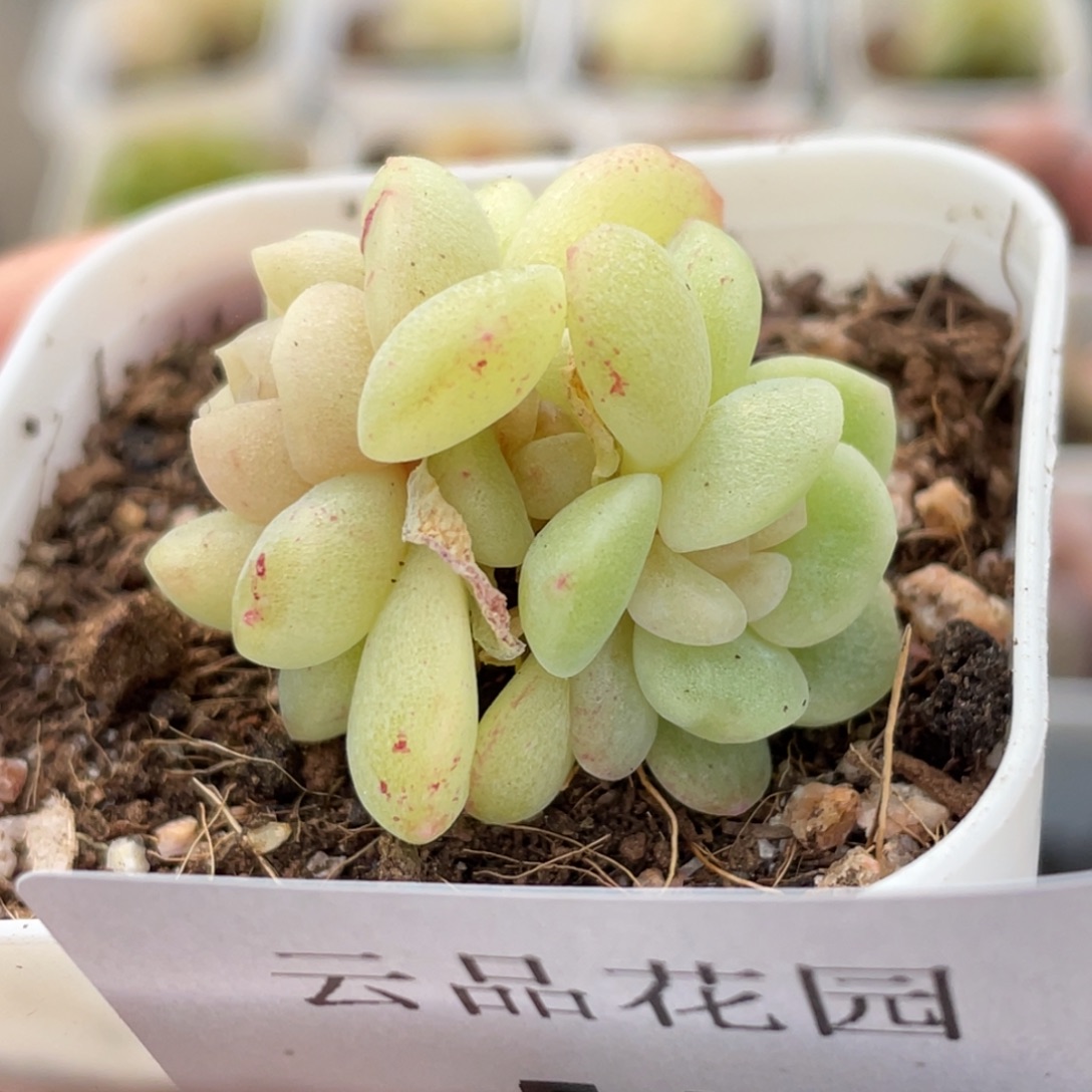 548号糖心冰心珍妮