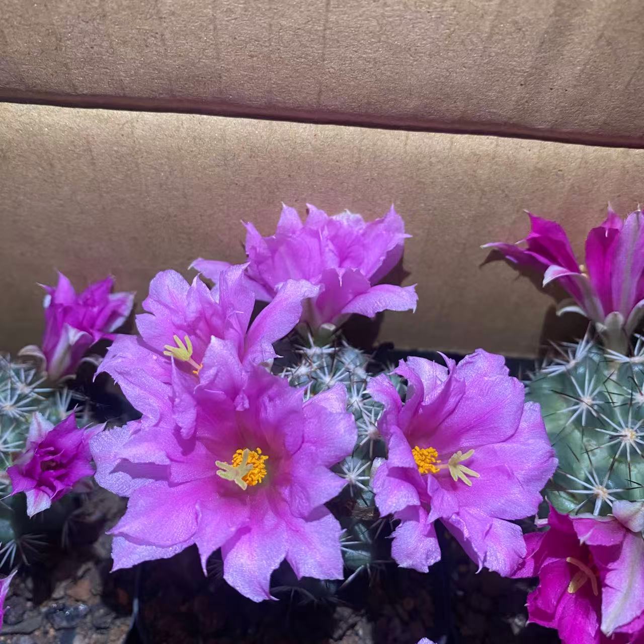 蓬莱宫  仙人球植物漳州基地直发货 新手好养 室内外办公室绿植