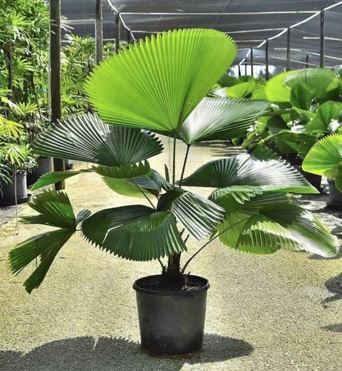 【圆叶轴榈轴棕叶】绿植室内客厅大盆栽办公室热带雨林大型植物好养