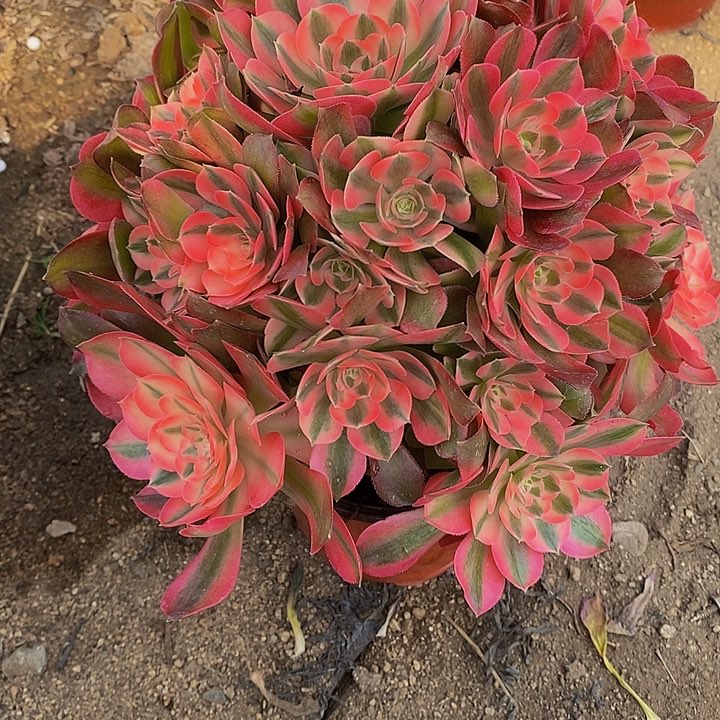 多肉香妃254多肉