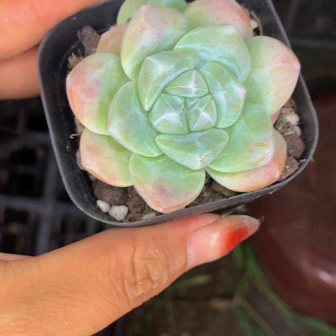 冰玉  大  （满9.99包邮不满9.99发叶子）