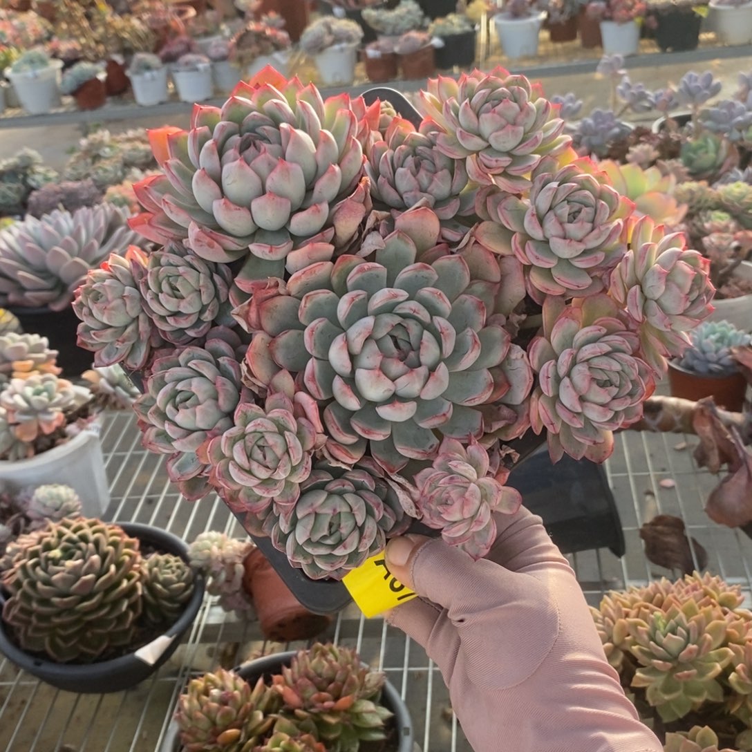 679蓝龙多头一物一拍