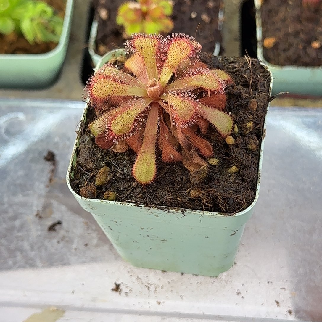 完全开放飘逸茅膏菜