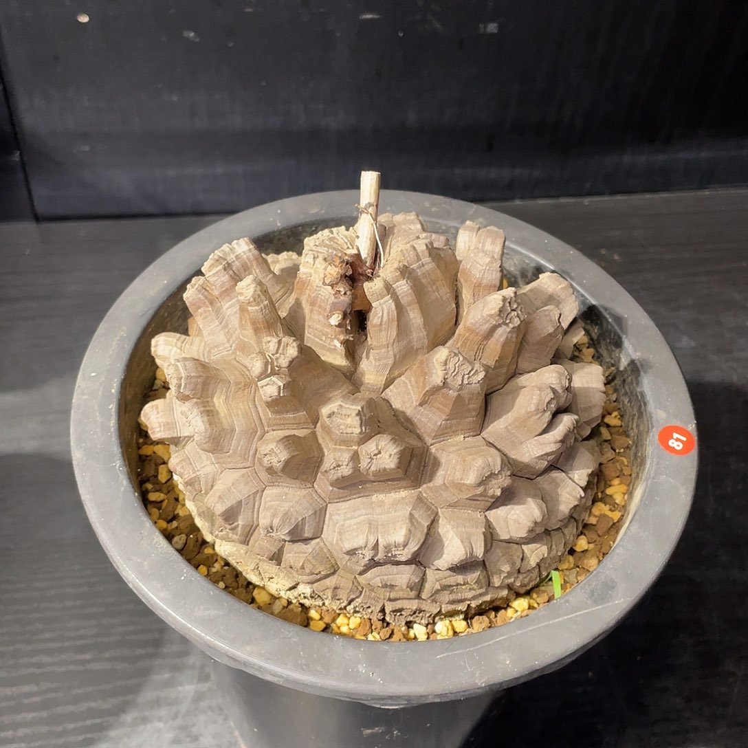81号龟甲龙龟甲龙