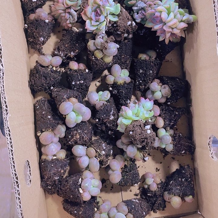 雪***饼雪饼姐姐【满10颗包邮】