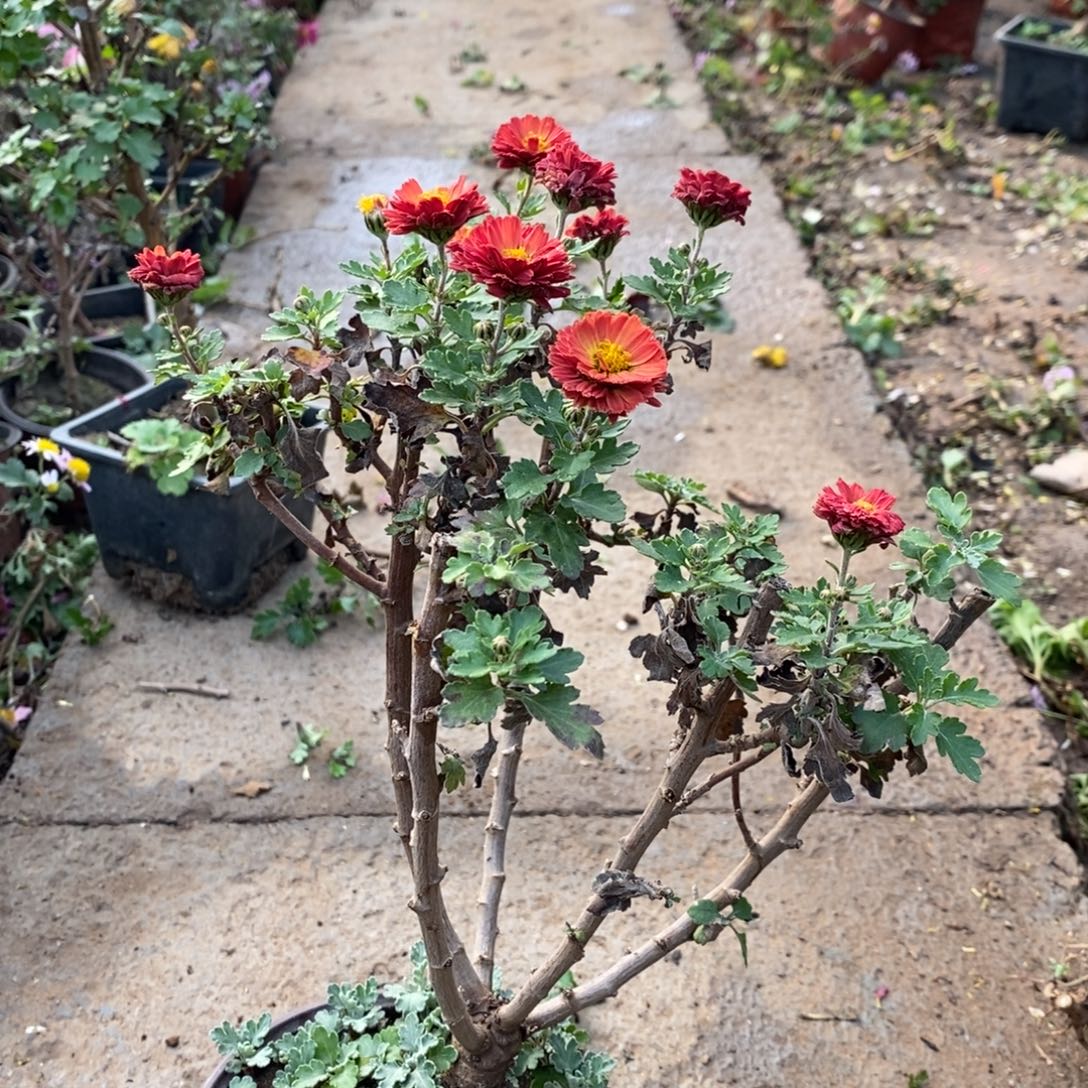 ****，无花朵盆景根据盆景20