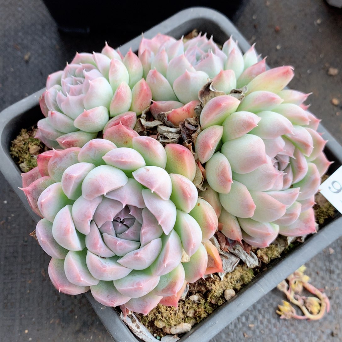 9113杂交多肉植物基地