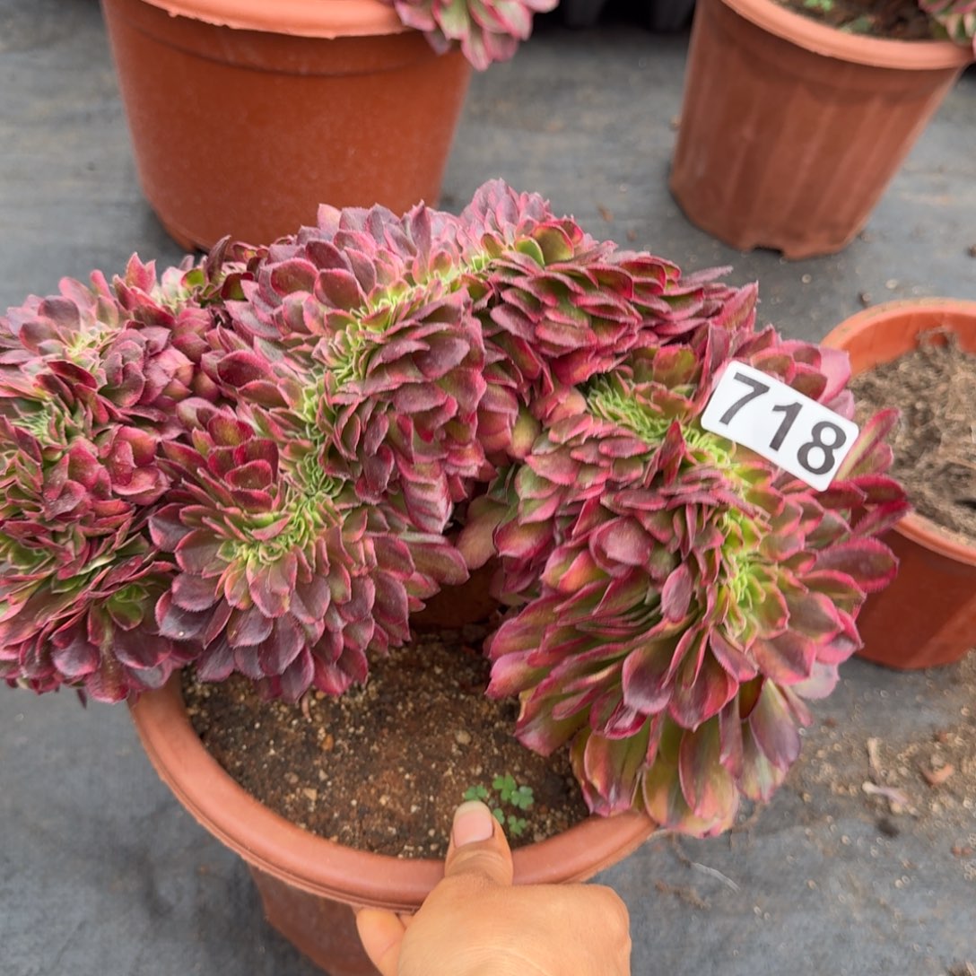 718多肉植物轮回缀