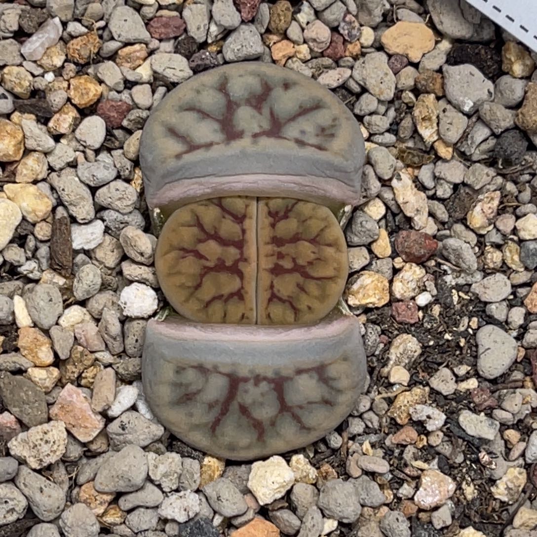 5933线招福1尺寸1.5