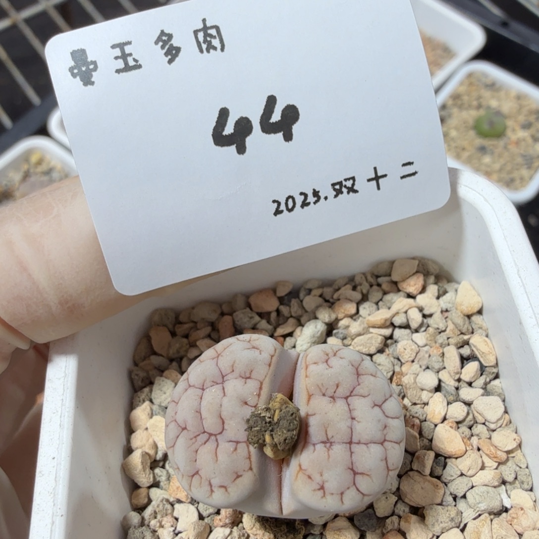 丁***加多肉多肉多肉12-044