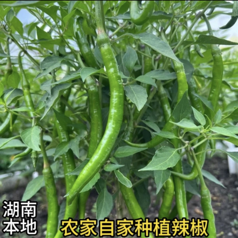 湘西农家土辣椒 正宗秋辣椒 露天老品种辣椒