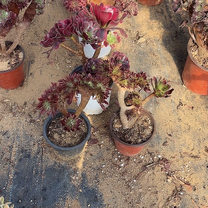 朱***萍三颗都不大有伤呀