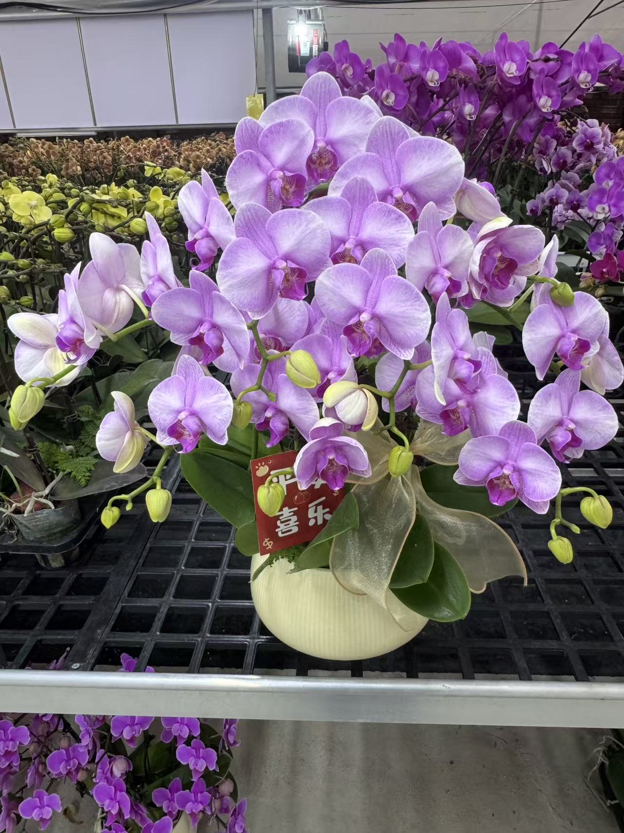 蝴蝶兰【月亮公主5】鲜花盆栽室内观赏花花佛山基地直发好养易活