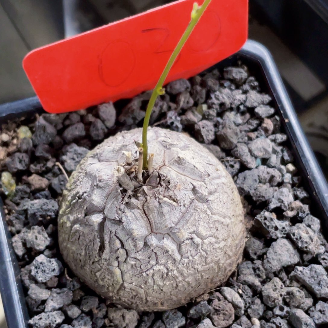 盆栽，龟甲龙123456