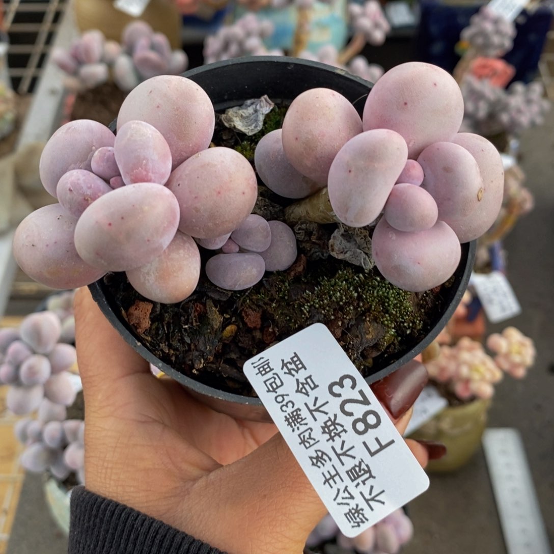 芭比奶酪823/8v m