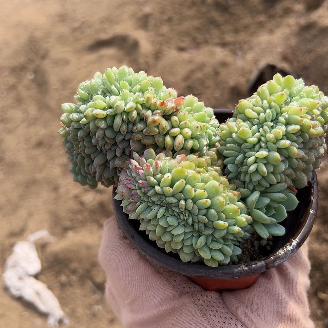 多肉植物多肉植物