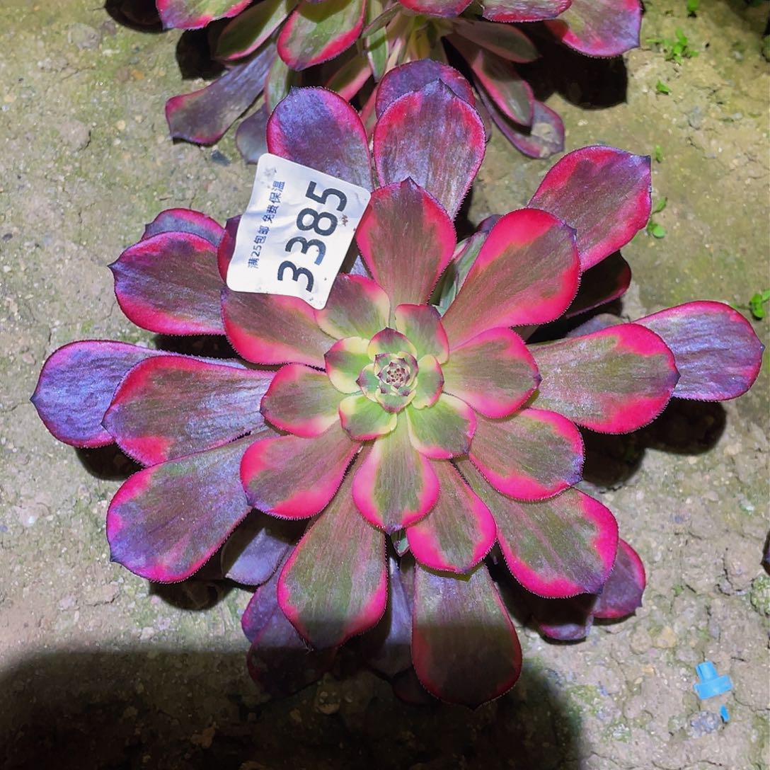 3385烟花多肉植物