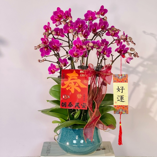 爆款年宵花 深紫色系中小花型蝴蝶兰【美人鱼】精致桌面款