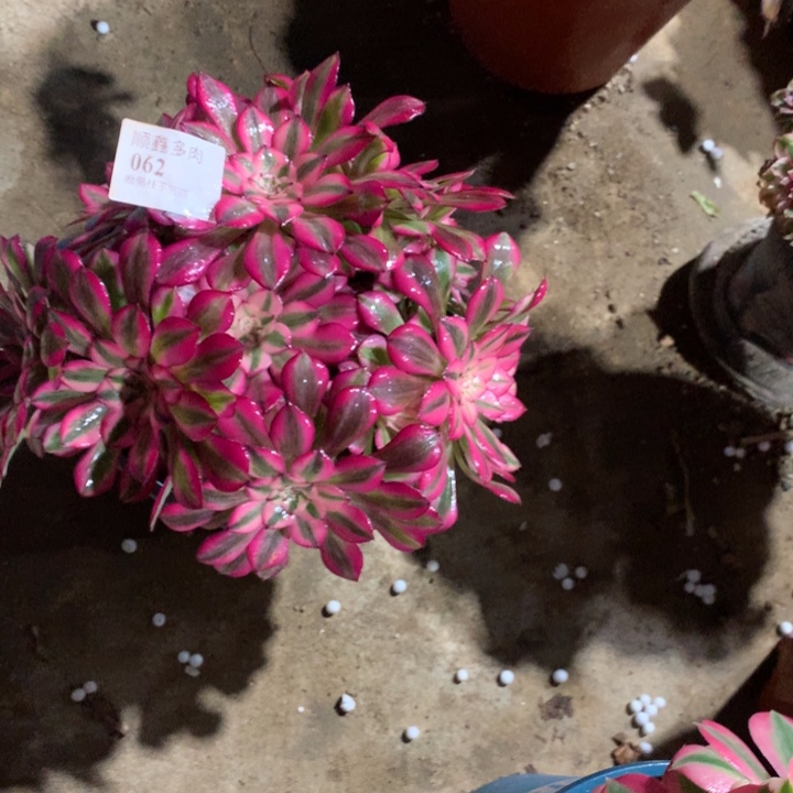 爱***艺062红铜多肉植物特价