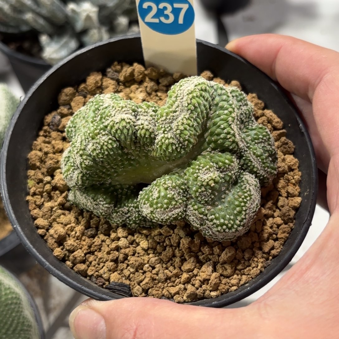 237实生菊水缀化带盆带土发货