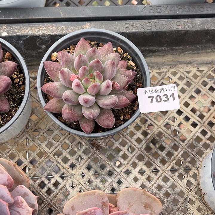 阿雅园艺。      7031虞美人