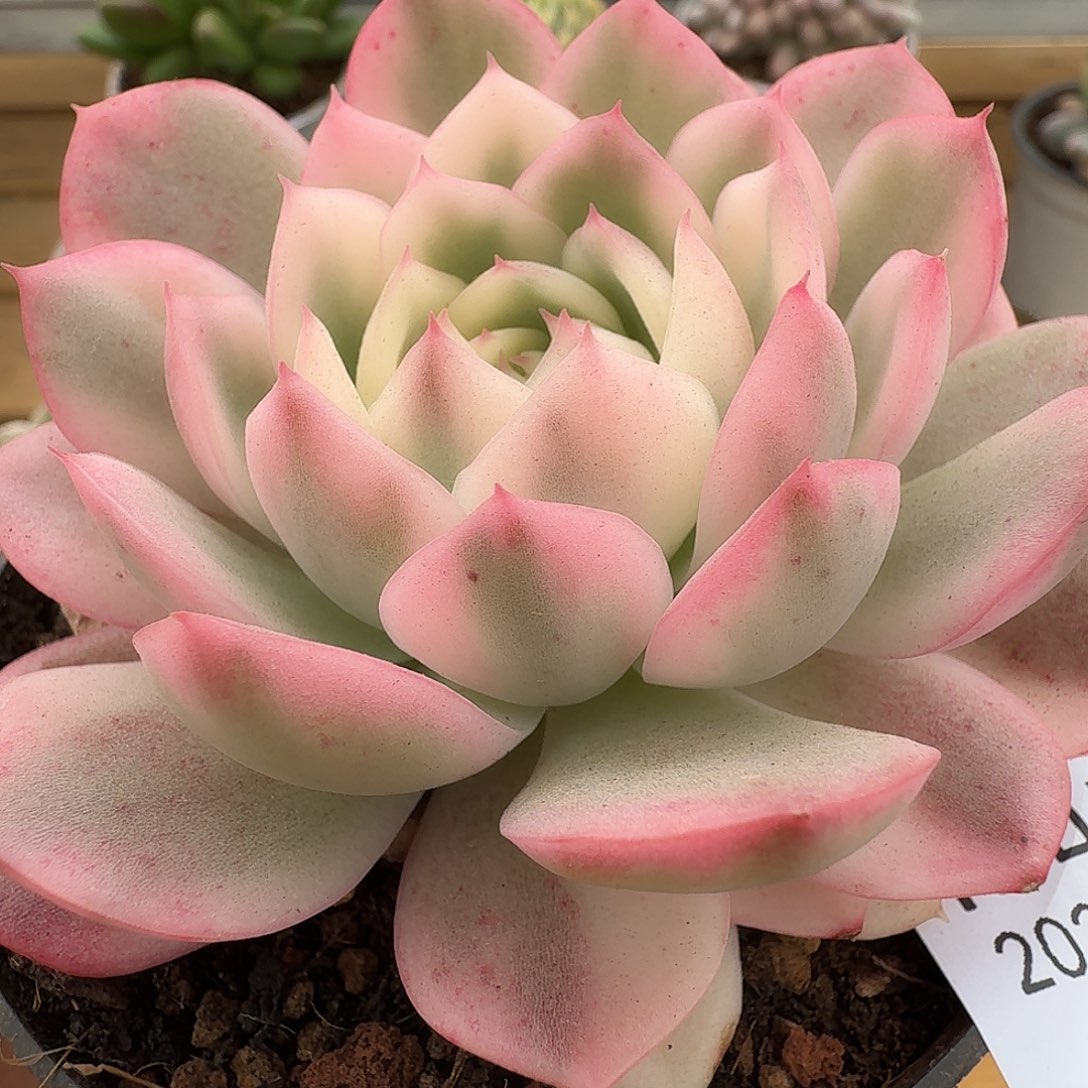 粉水晶锦11103-100