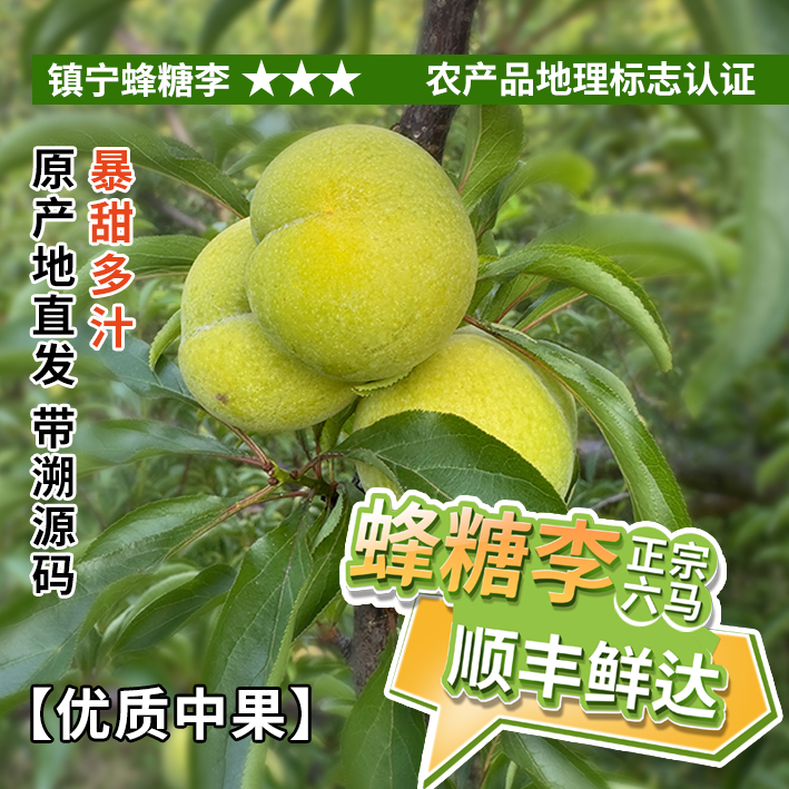【正宗蜂糖李】优质中果40-45mm来自镇宁六马3-5斤当季鲜果清脆蜜甜