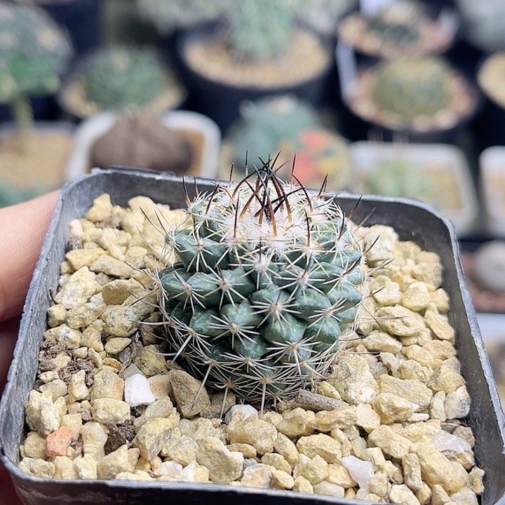 无名实生球一颗一颗