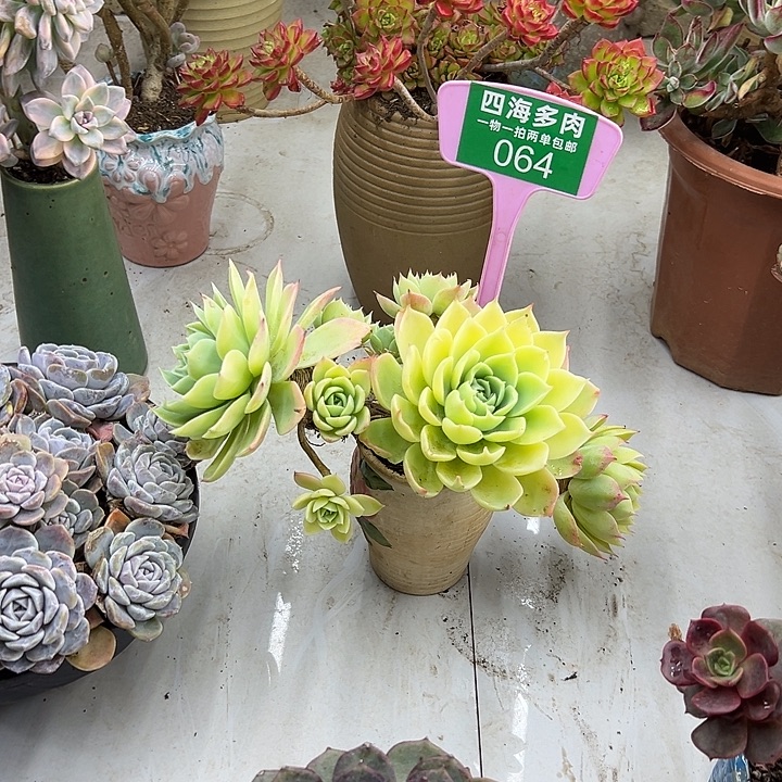 花***夏三色锦多肉植物精华064