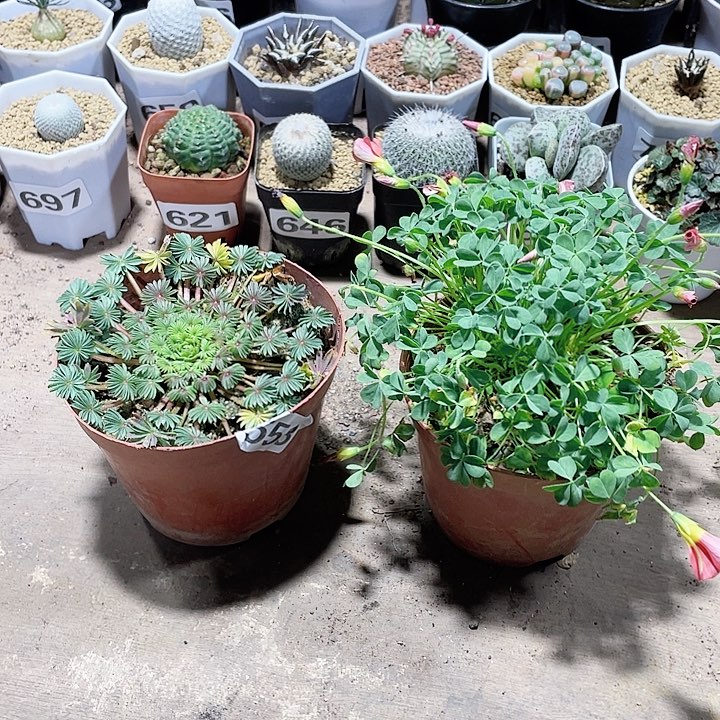 558酢浆草植物2颗