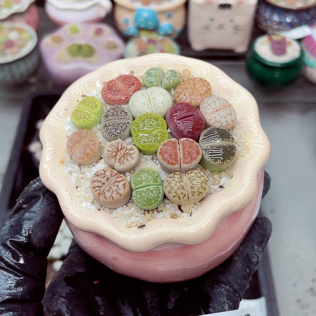 生石花满18包邮0927-146