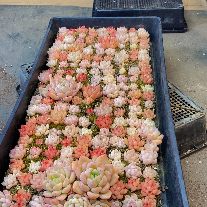 101多肉植物保护研究所所长助理研究员