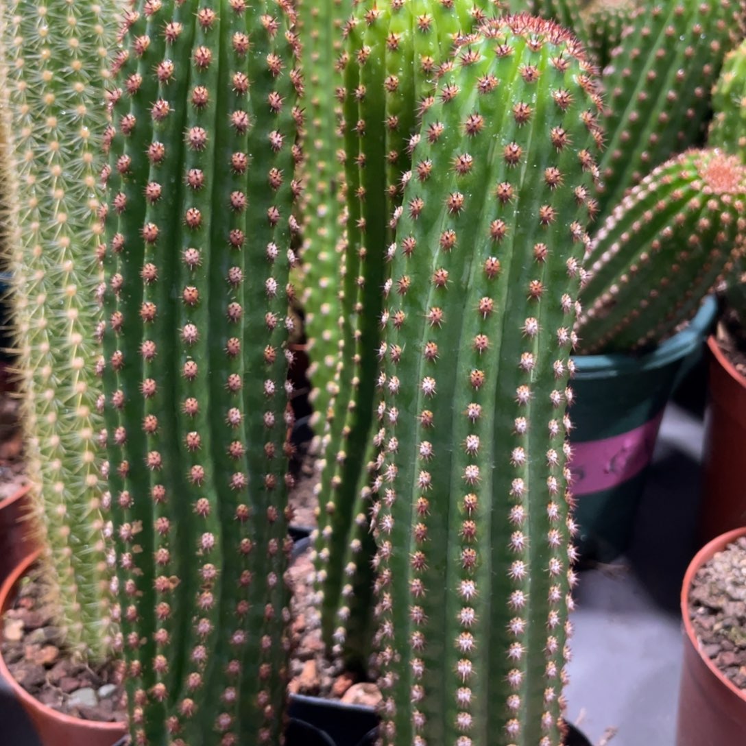 进口金妞金1自根保15公分