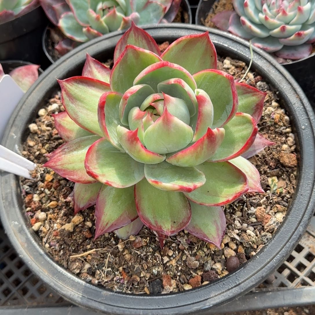 左旋惊鸿一物一拍包装收缩花旱388