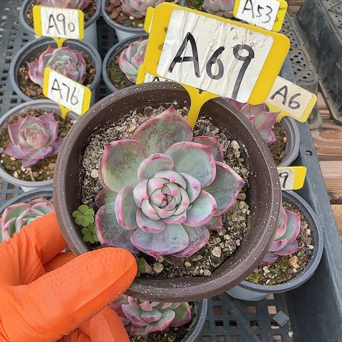 妄*A69惊鸿单头多肉