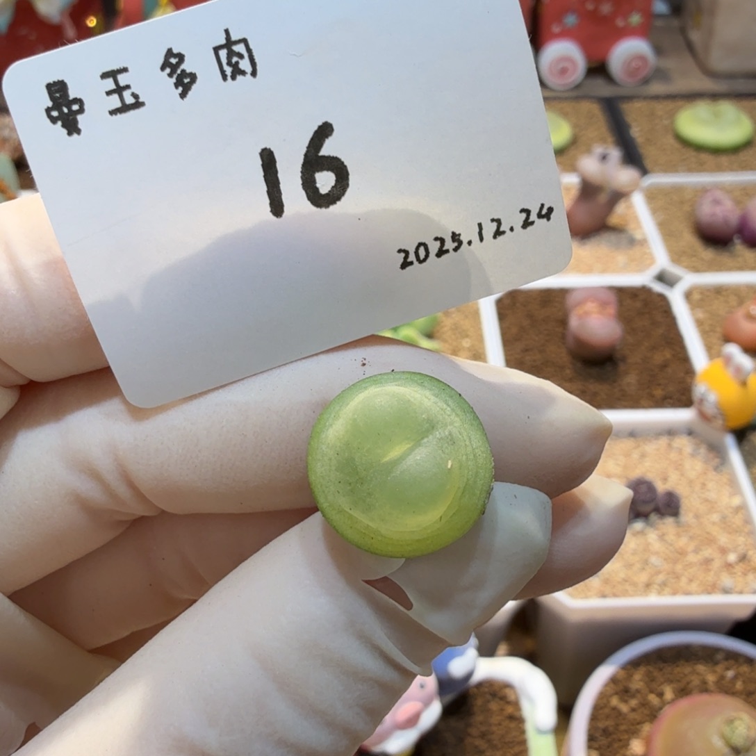 多肉多肉多肉12.24-016拉登1.4cm